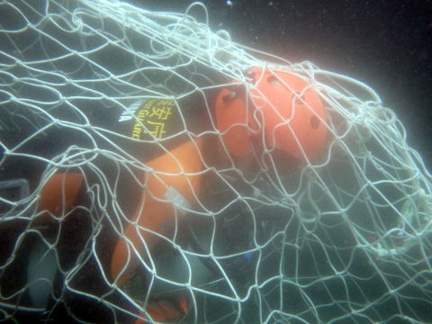 潜水訓練中ネットをくぐる潜水士